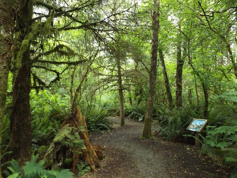 More trees and markers at Kilchis Point Reserve