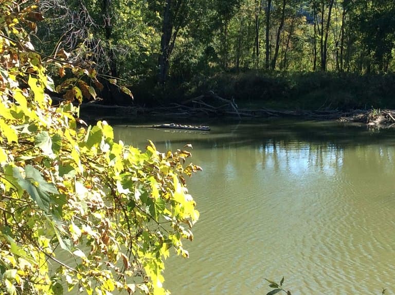 Stretch of river with many many birds.