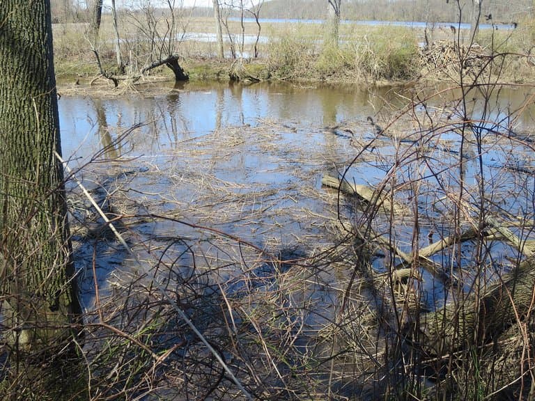 Rancocas Creek