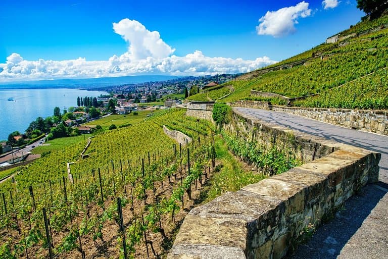 Terraces Vineyards