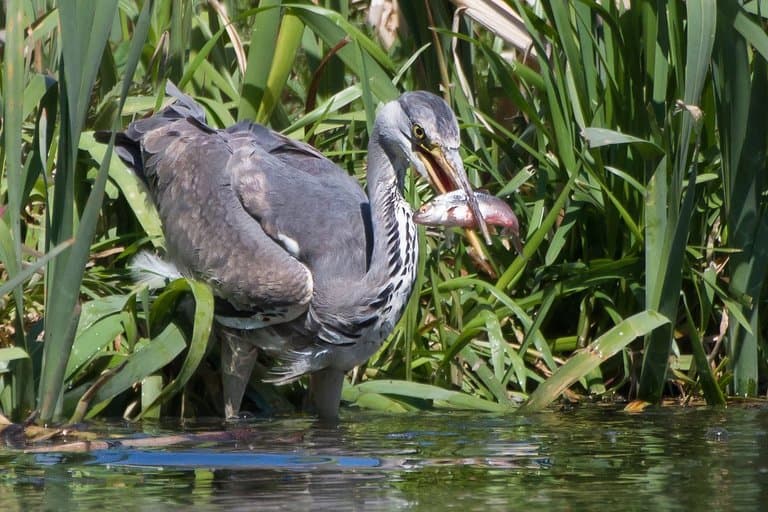 Great Blue Heron