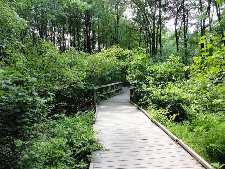Boardwalk trail