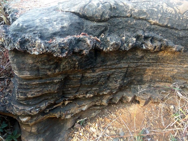 fossils