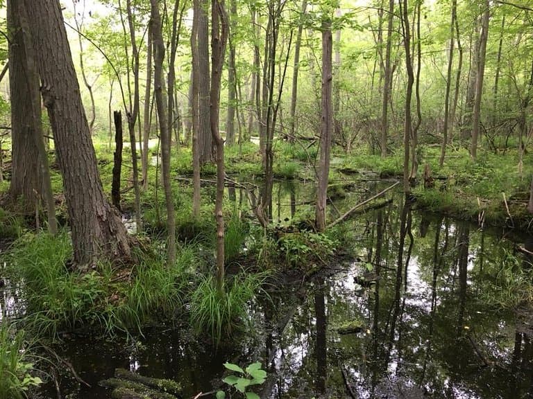 Heckrodt Wetland Reserve