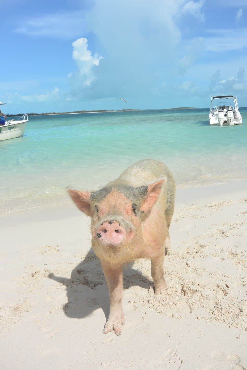 Pig Beach