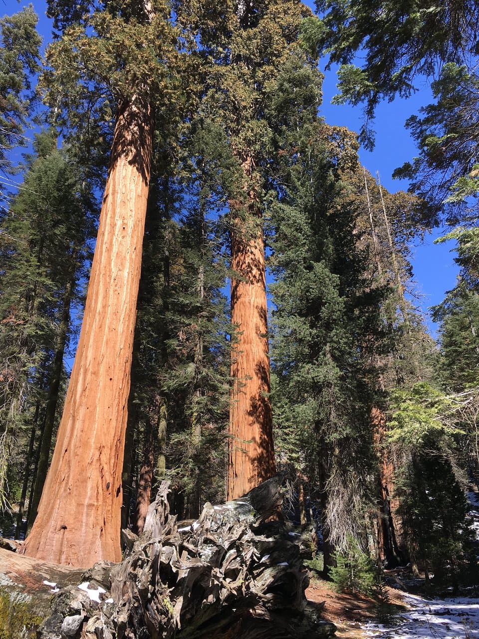 Big Trees Trail