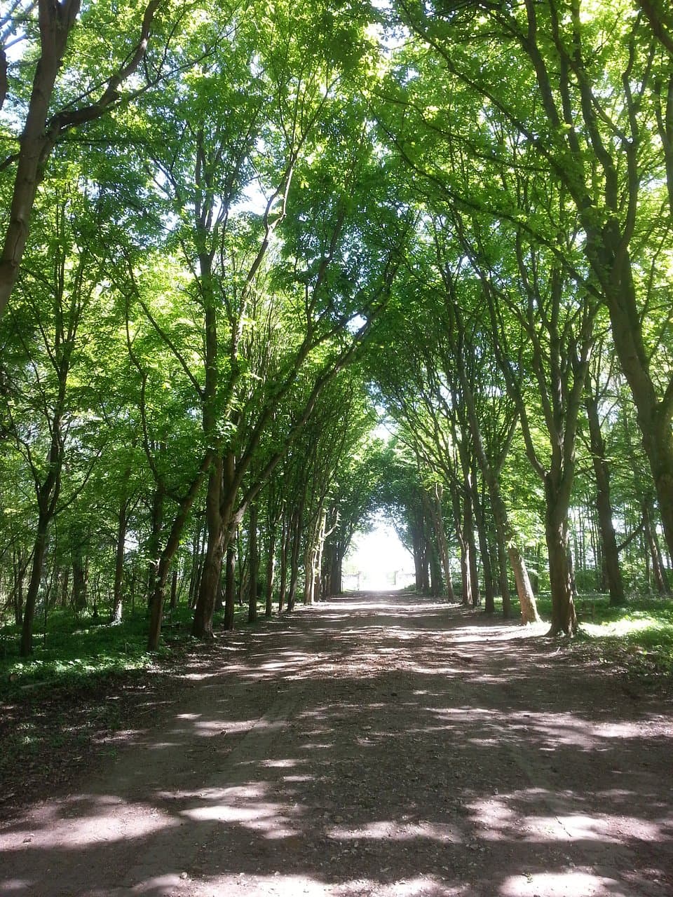 Dans la forêt près de la terrasse