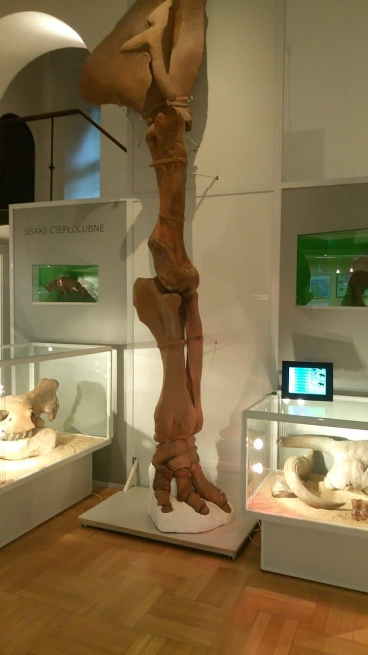 Museum of the Earth (PAN) Warsaw