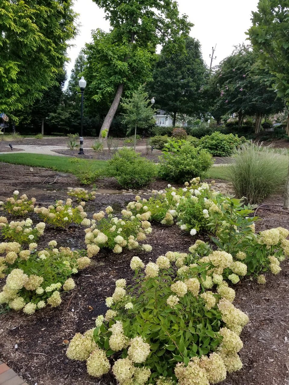 lots of flowers
