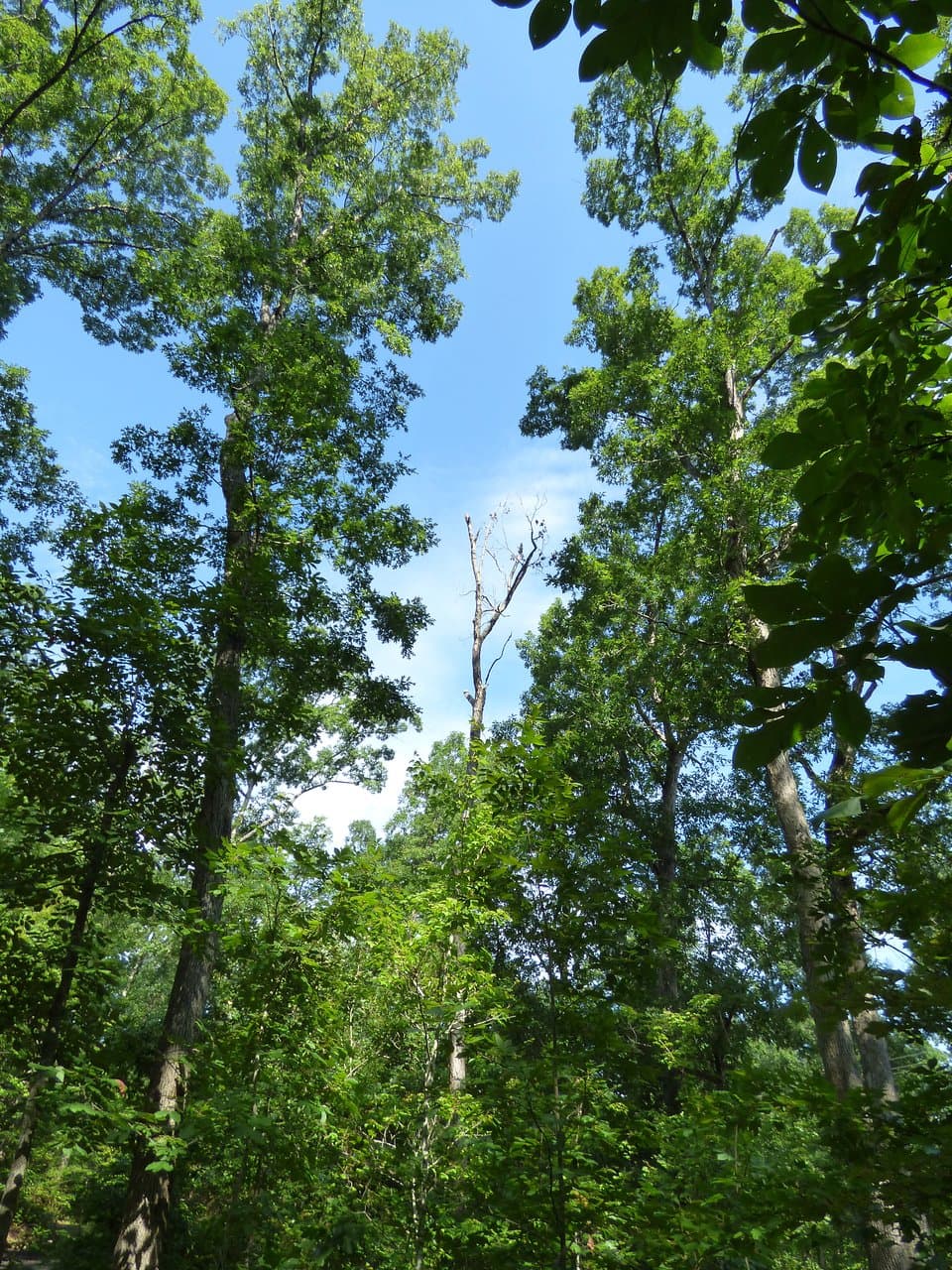 tree