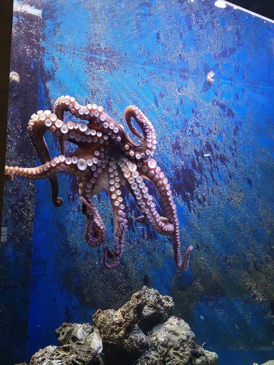 The octopus