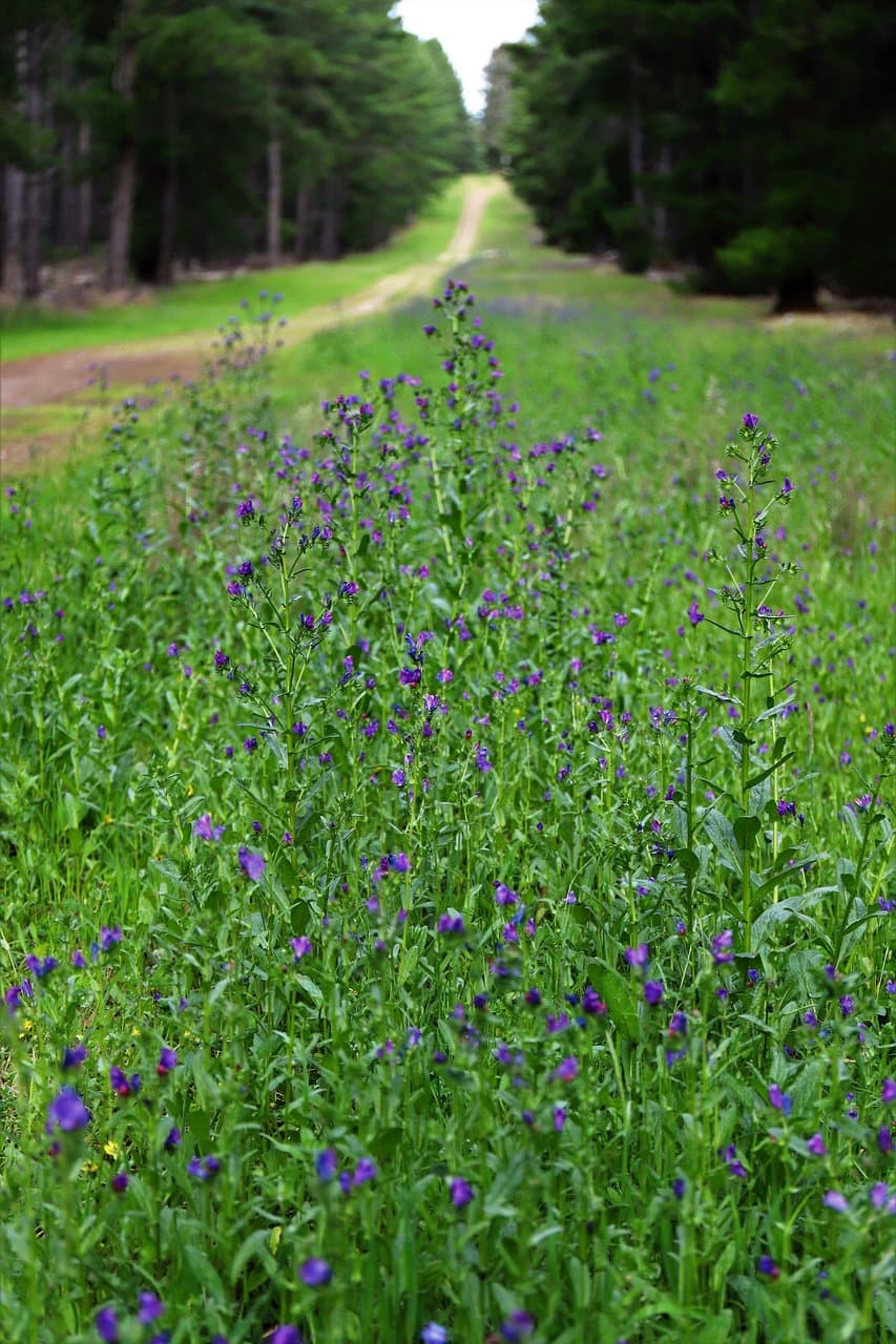one of many walking trails