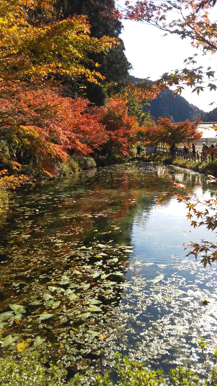 Monet's Pond Nameless Pond