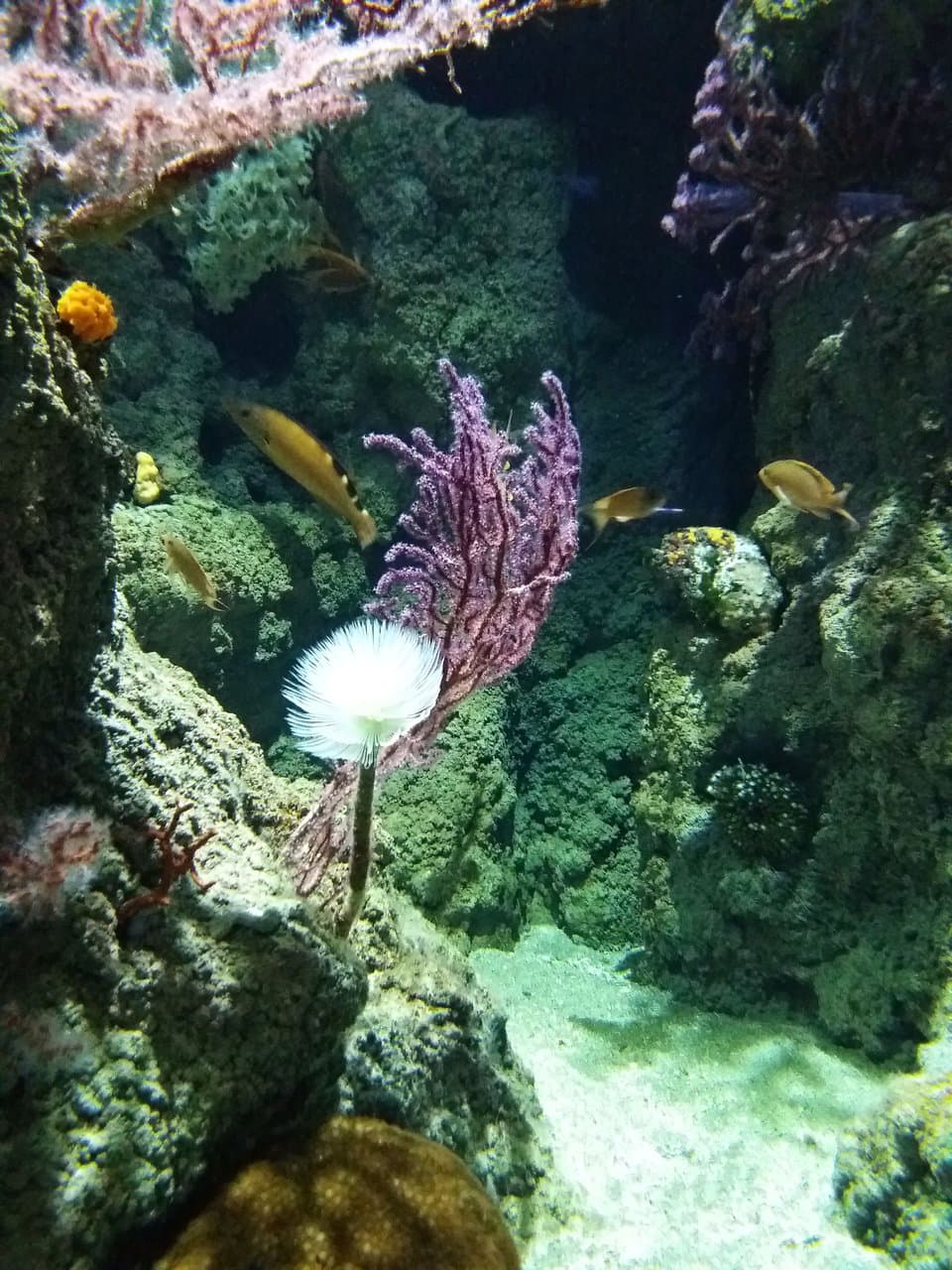 Biodiversarium Aquarium Méditerranéen