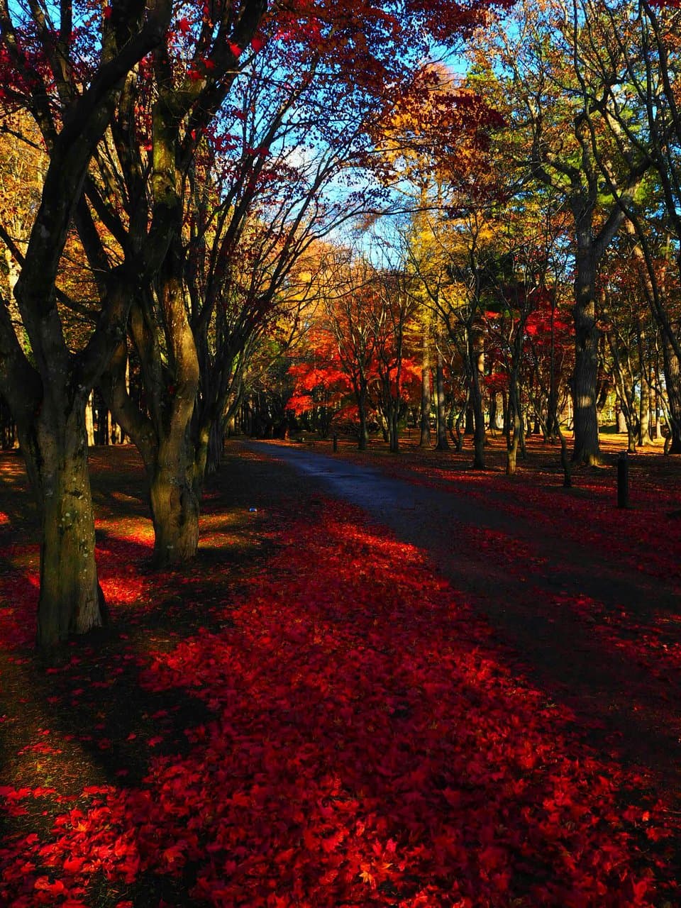 A really beautiful place to take a walk.  Yet, it is quite cold so wear warm clothes.   すごく美しくて、赤さも綺麗で、散歩したい人ならいいと思います。 この時期は寒いから暖かい服着てください。