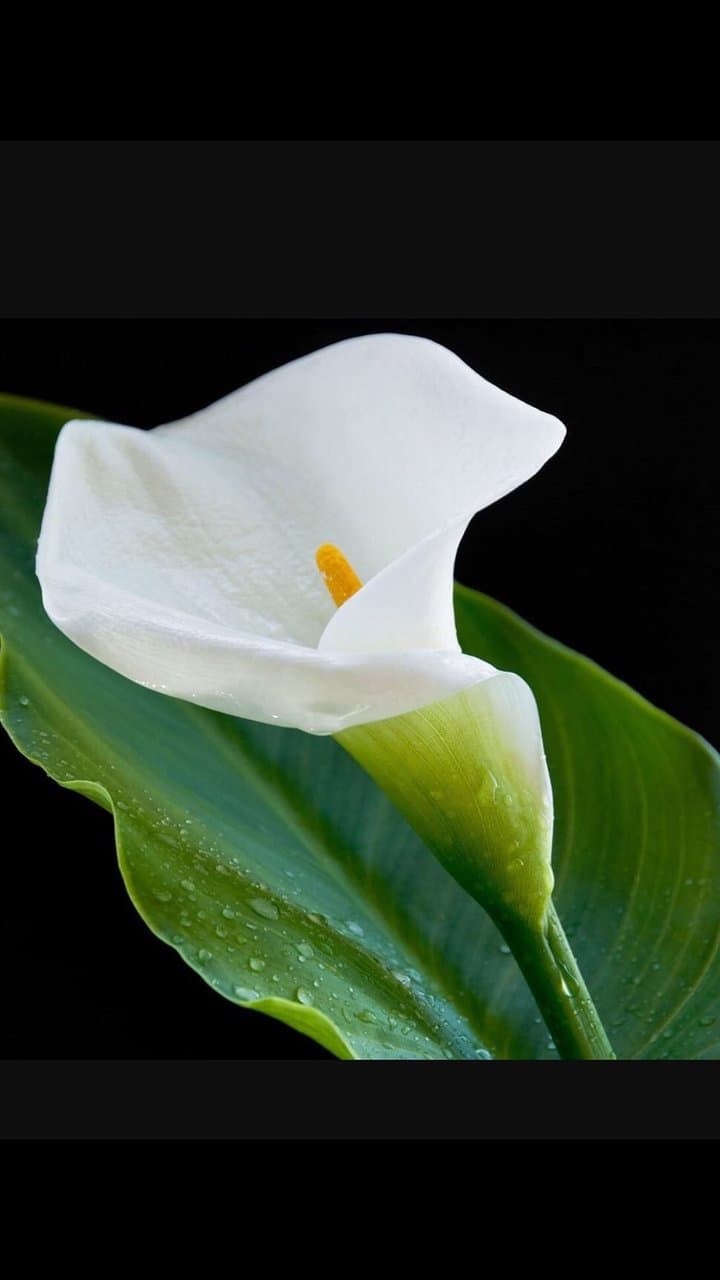 White Lily Spa