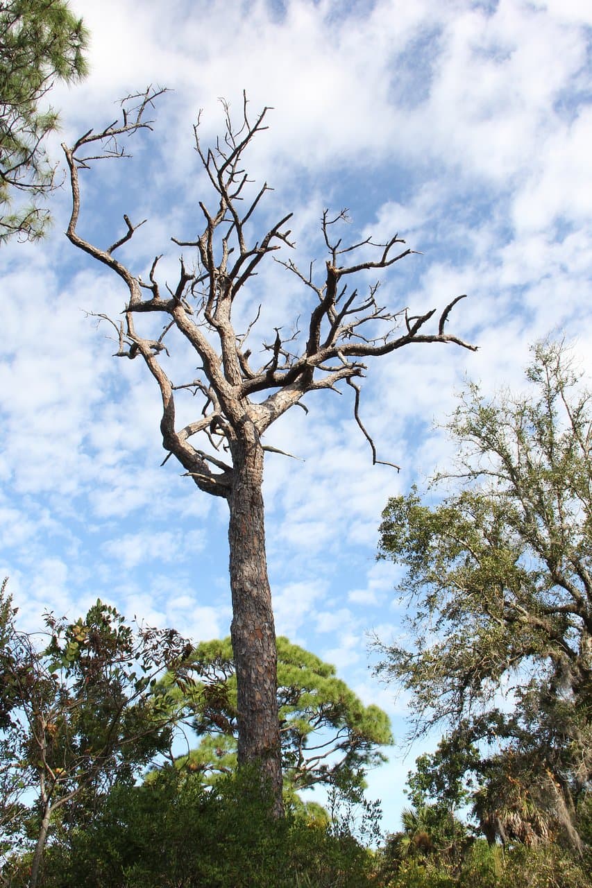 Tree along hiking path