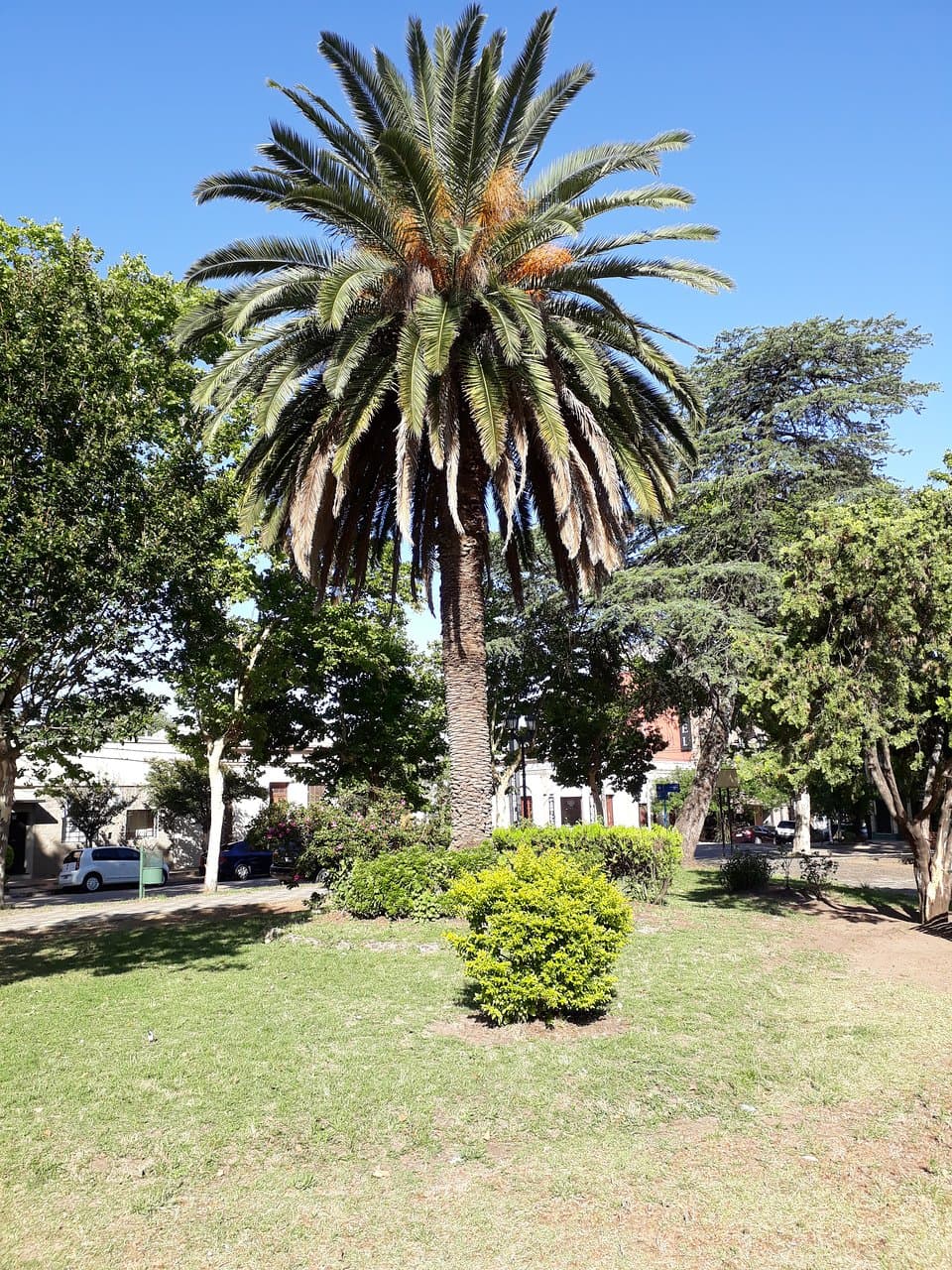 HERMOSA E IMPONENTE PALMERA