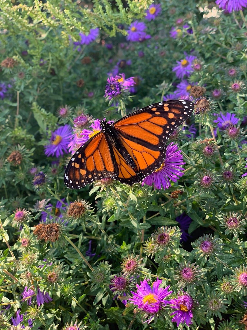 Cutler Botanic Garden