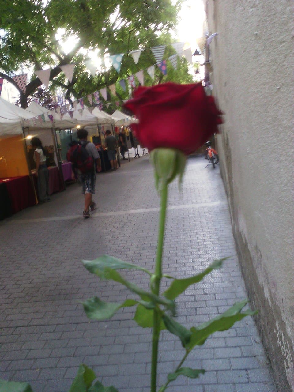 Rosa en allada