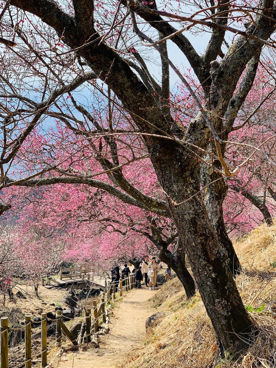 Tsukuba Plum Grove