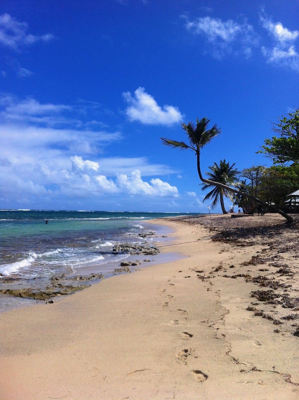 Palmiers, sable fin et ciel bleu
