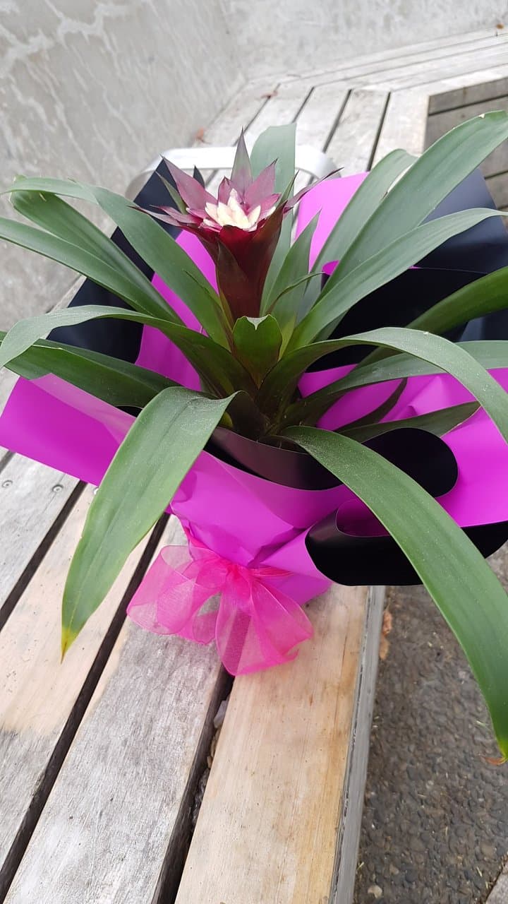 Daughters birthday present.from inspired by Eden. Impressed with knowledgeable florist who helped me choose.