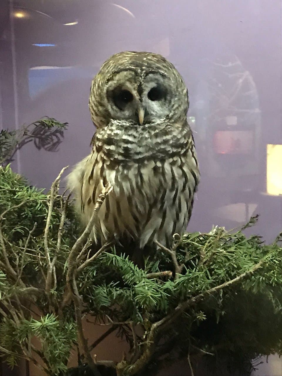 Tackapausha Museum and Preserve