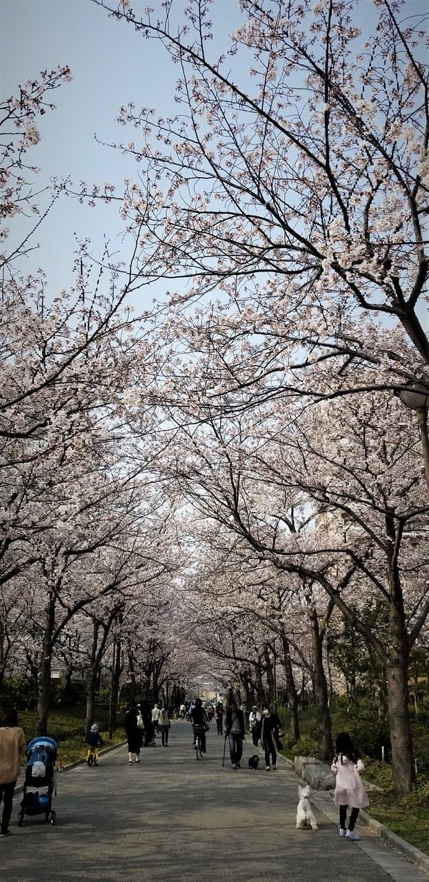 マンション側の桜並木