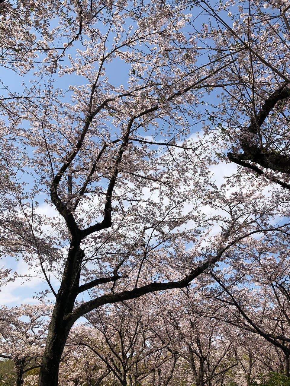 Heiwa Park