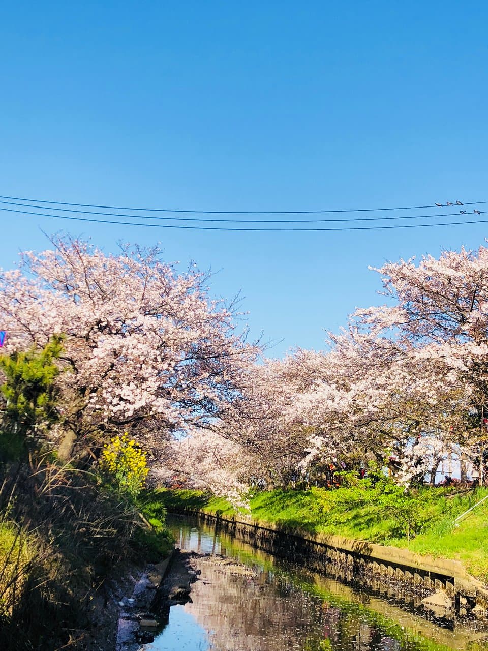 Ebi River Greenway