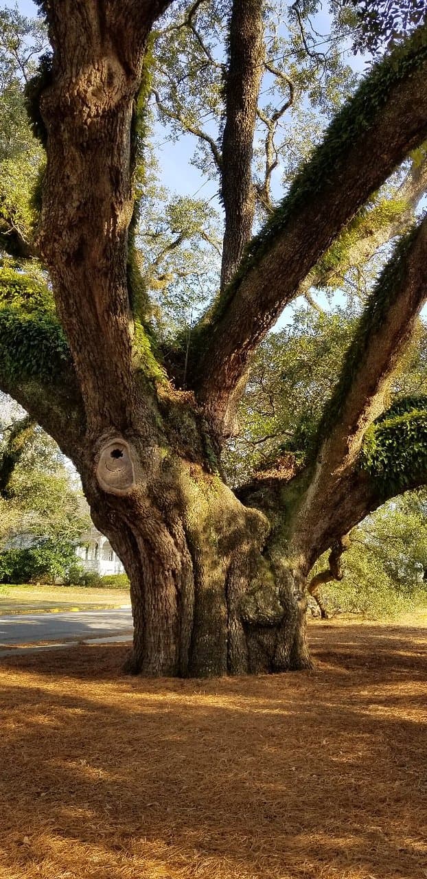 Big Oak