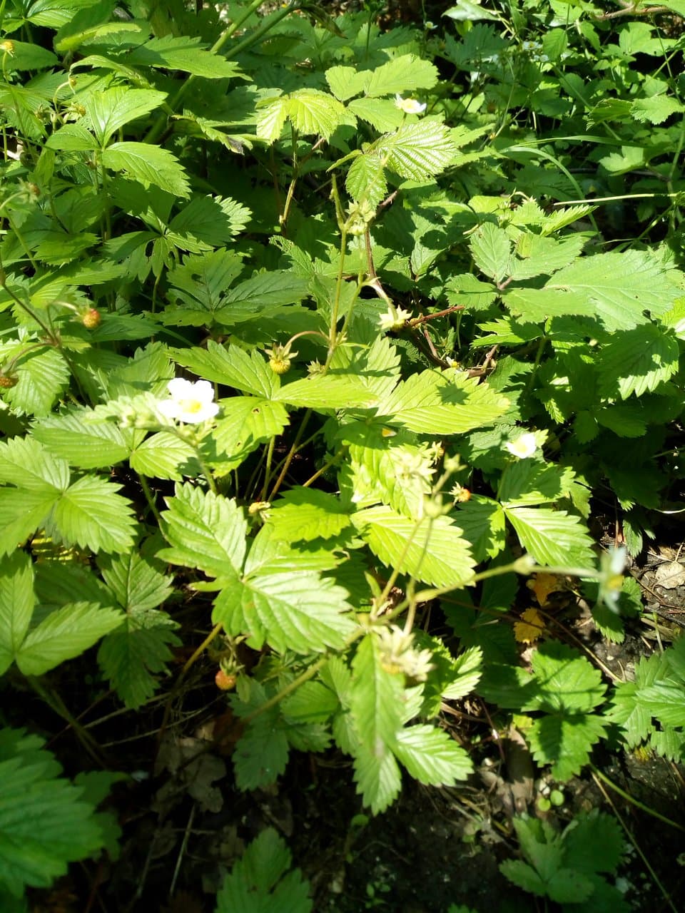 Il posto delle fragole.