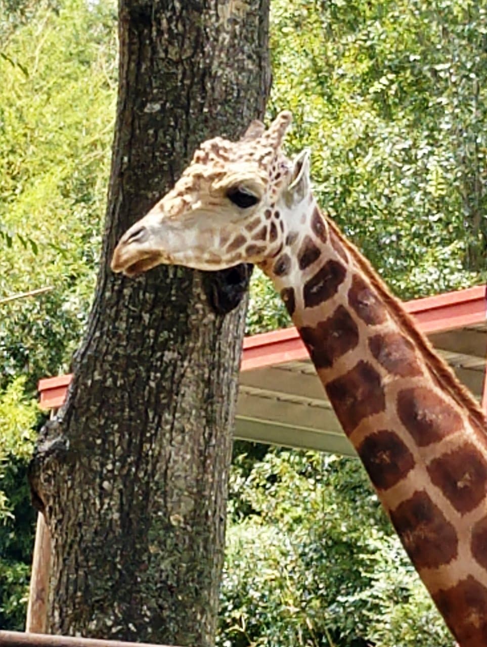 Zoosiana Zoo of Acadiana