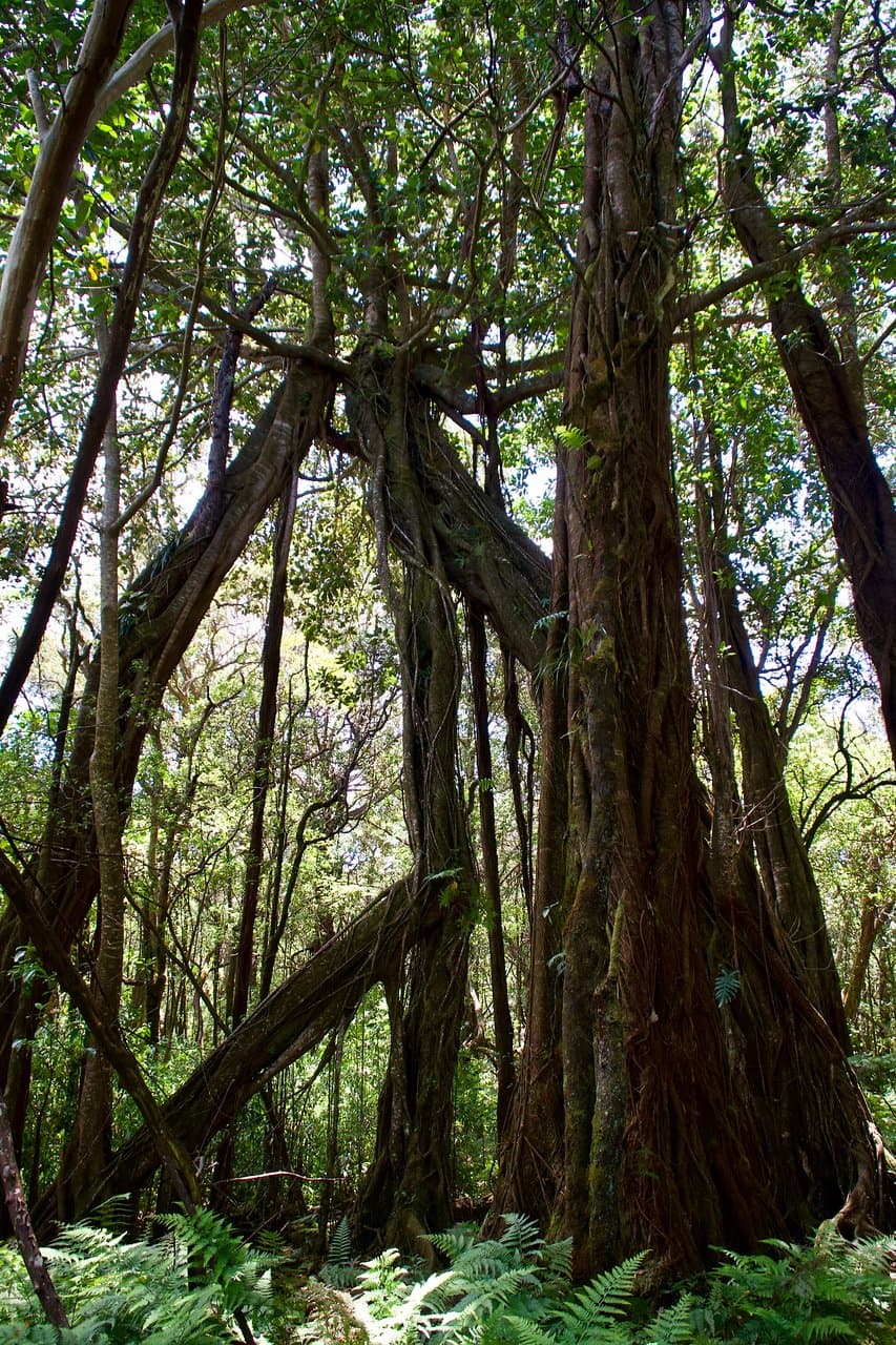 Kalopa Nature Trail