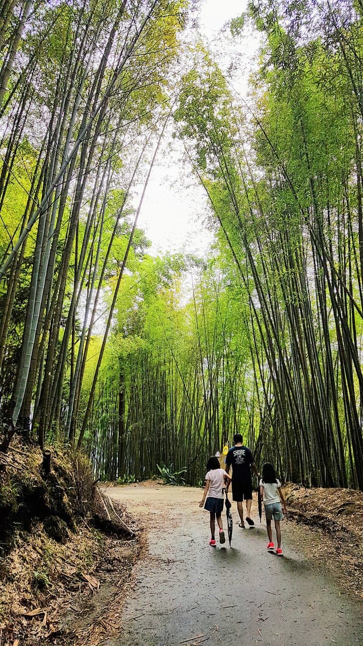 Longtian Green Tunnel