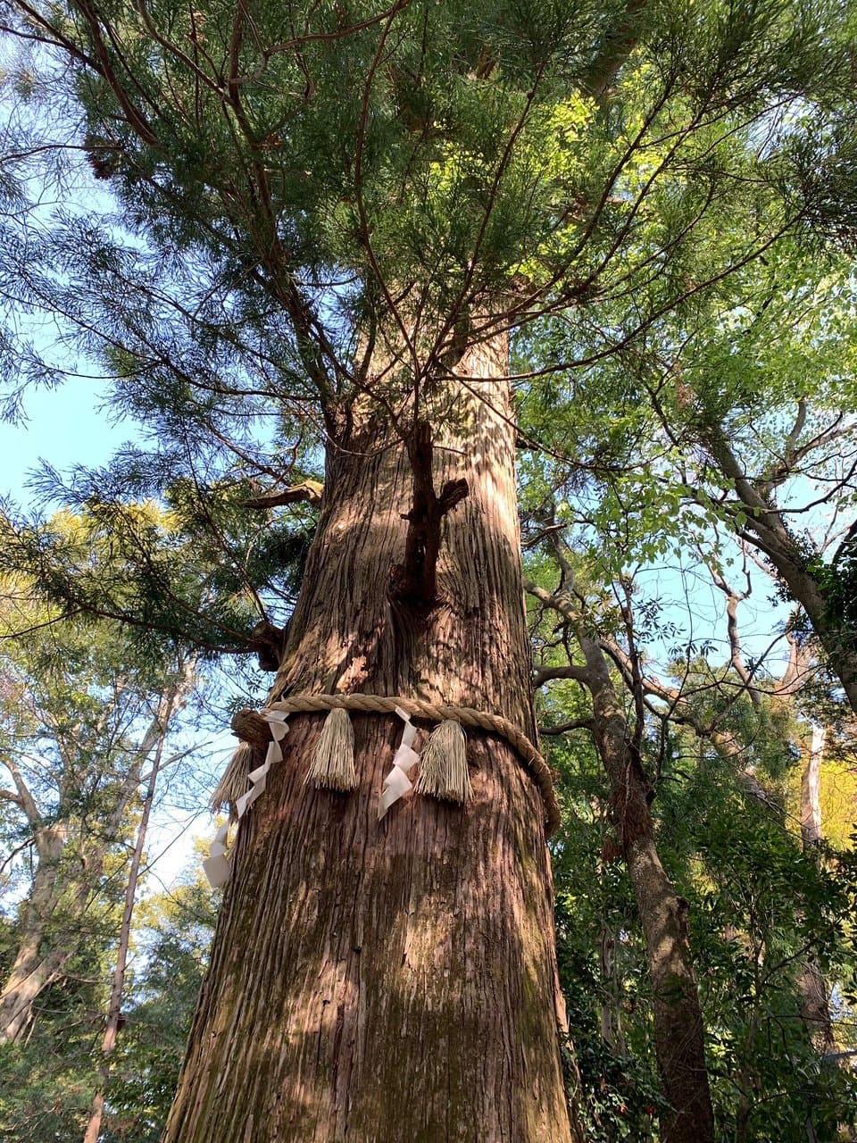 Takosugi Cedar