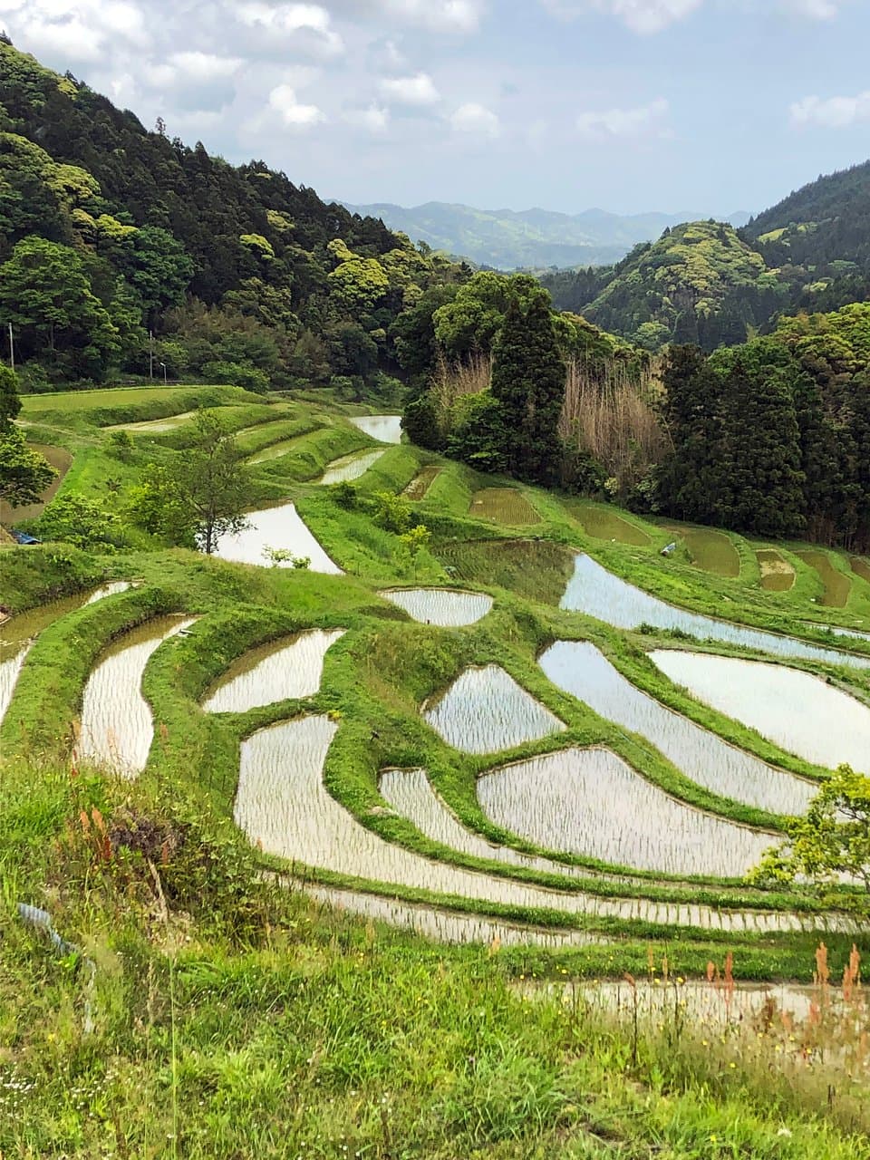 大山千枚田