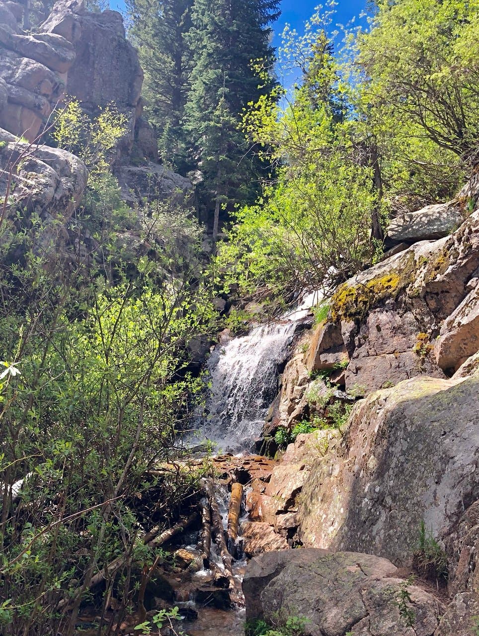 Maxwell Falls Evergreen