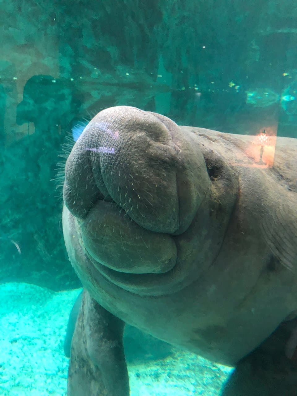 屋島寺には行ったことありましたが、水族館には初めて行きました。 なかなか年季の入った建物で、最初は「えっ！？」てなりましたが、 イルカショーはそこらのイルカショーとは違い、笑いありで大人でもなかなか楽しませて貰えました！ マナティも可愛かったし、行って良かったです。