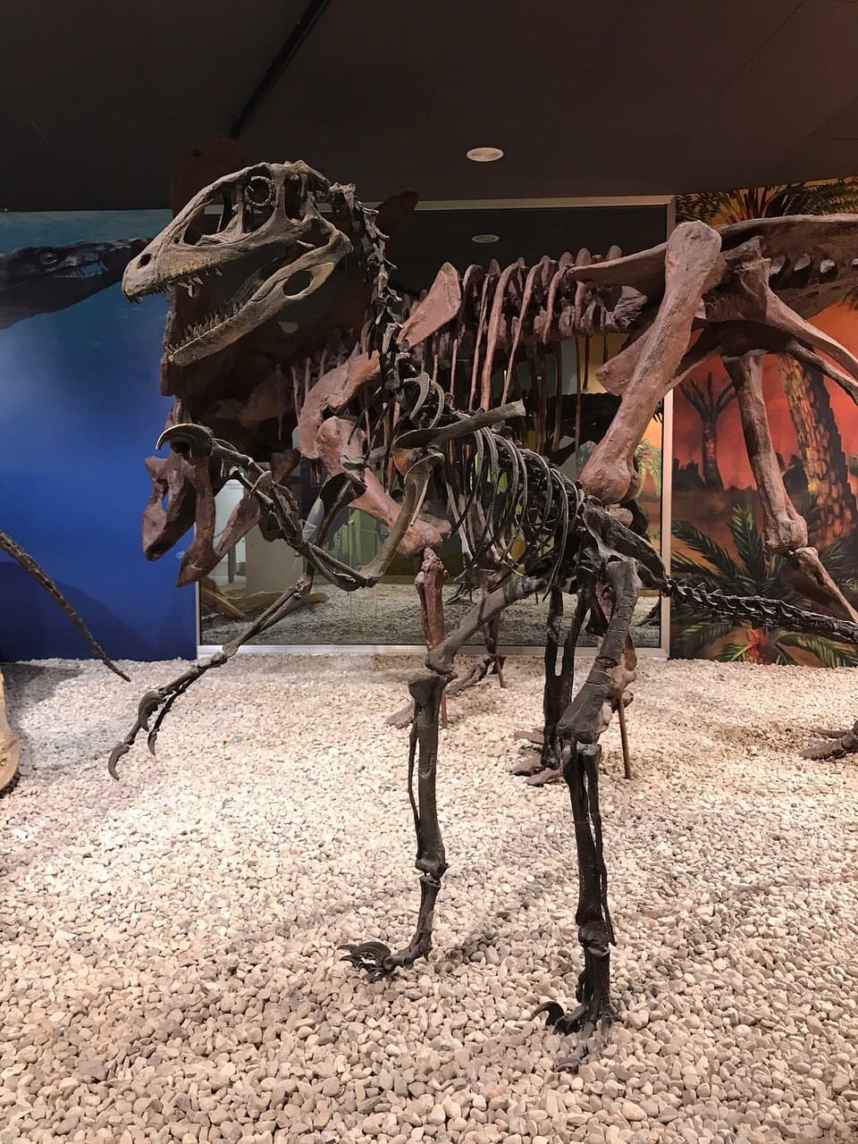 MUPE Paleontology Museum Elche