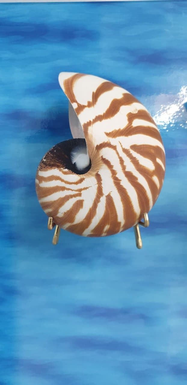 Helmis Natural History Museum