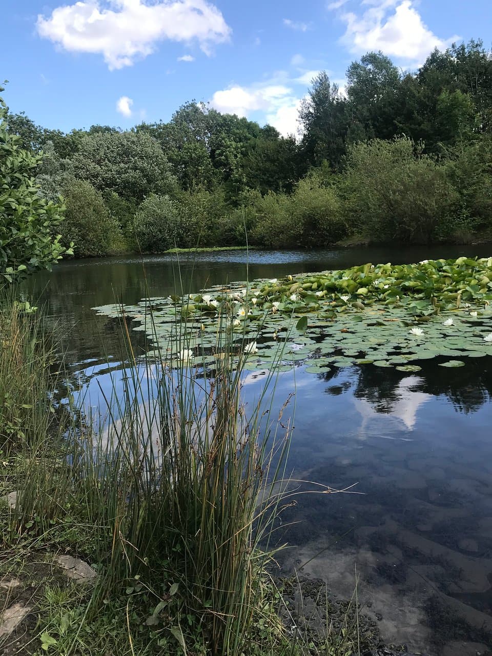 Weldon Woodland Park