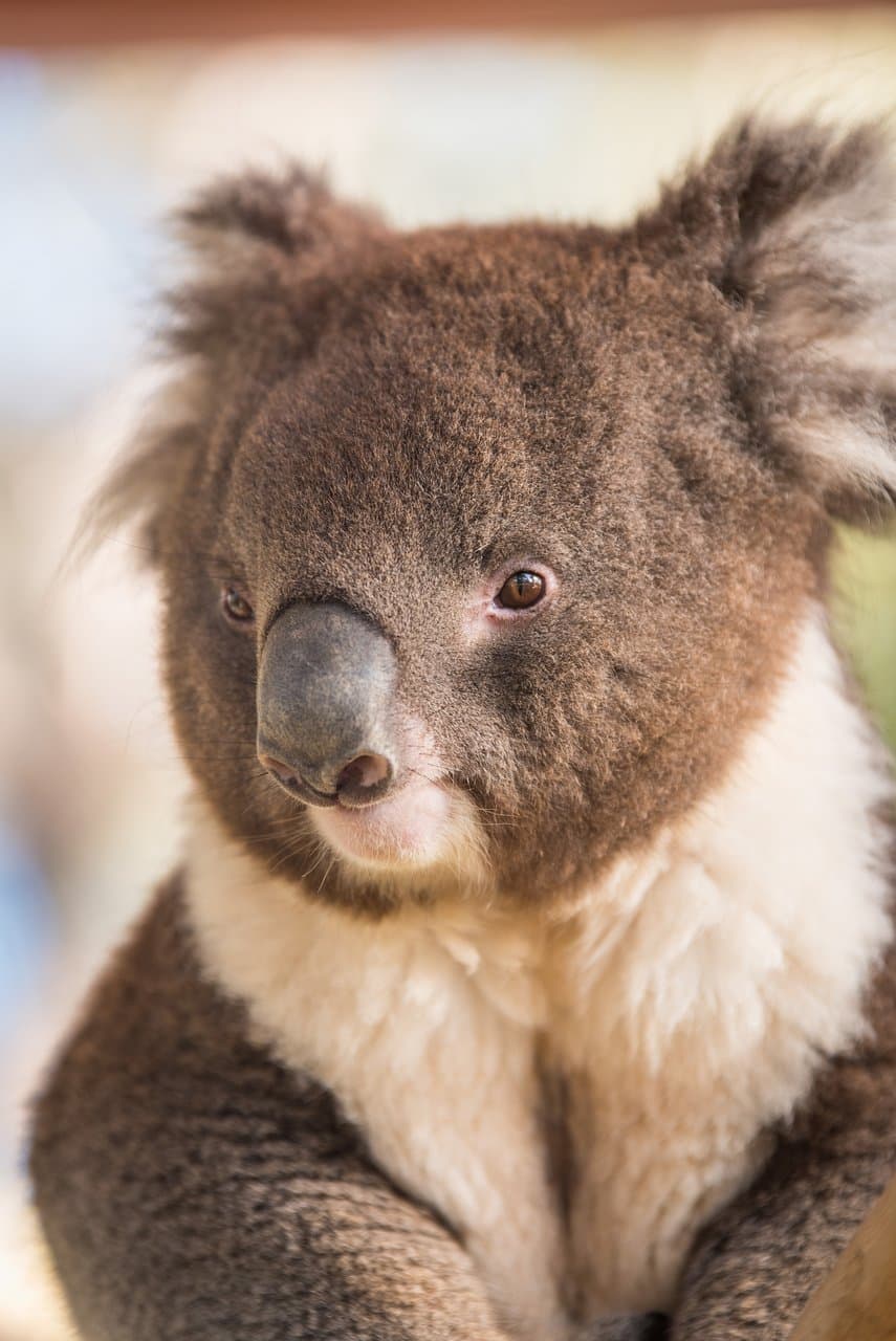 Kyabram Fauna Park is home to more than 600 native animals.