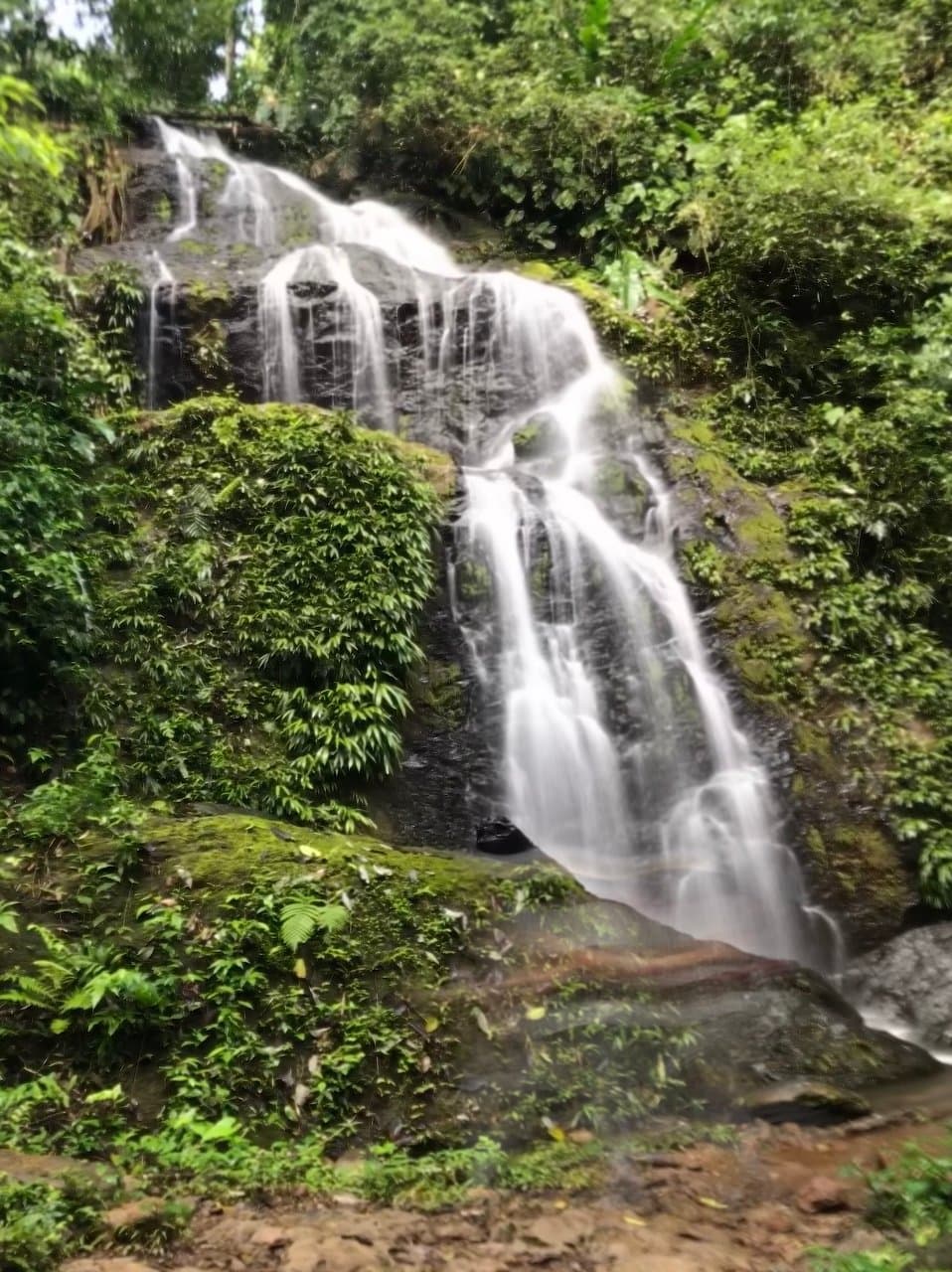 Brownsberg Nature Park