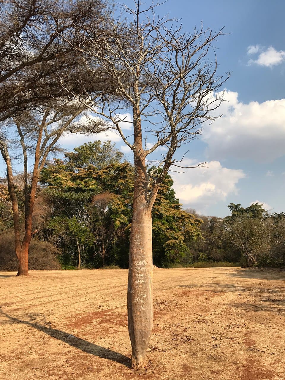 Trees 