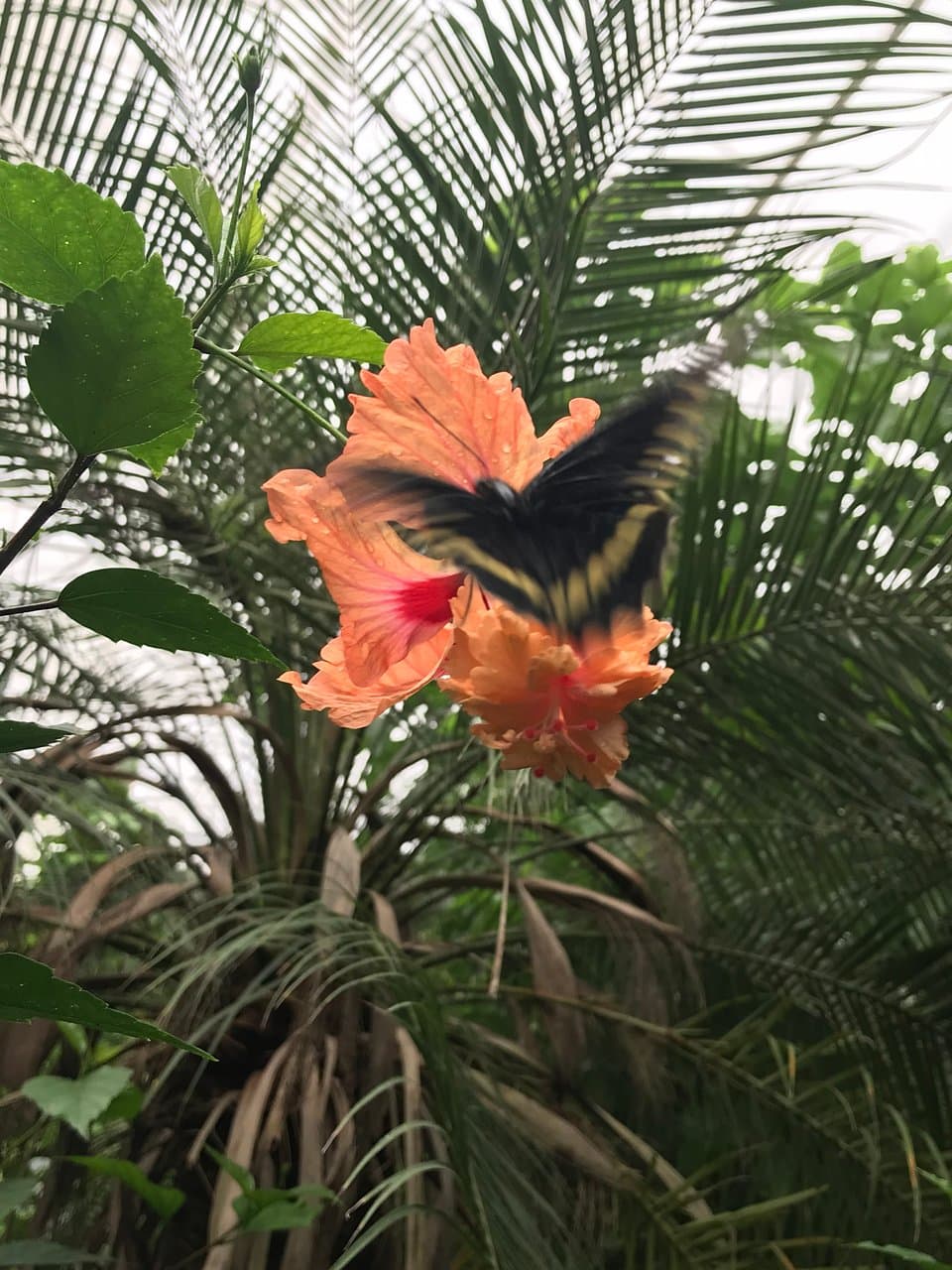 Alaris Butterfly Park