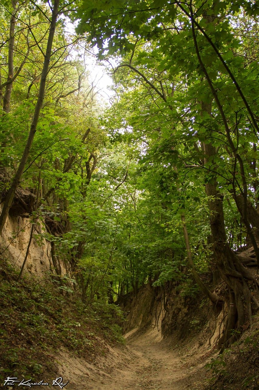 Wąwóz Królowej Jadwigi