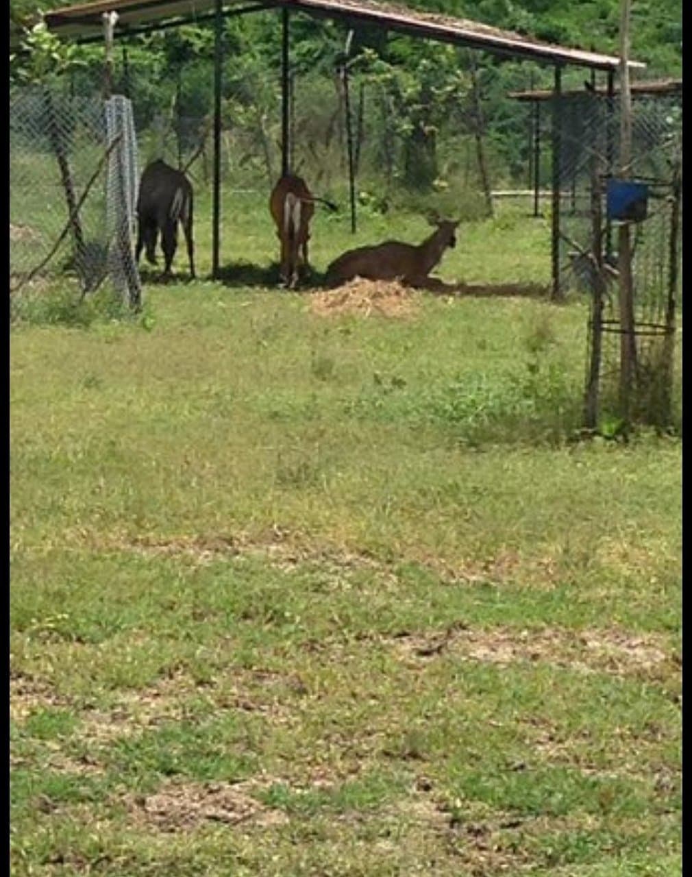 Kakatiya Zoological Park