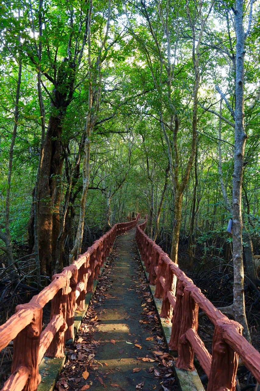 Krabi Mangrove Boardwalk Urban Forest